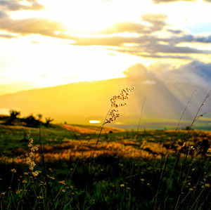 Meet your Posher, Chaz